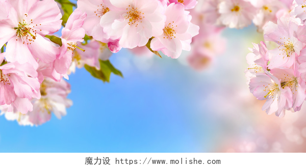 蓝色天空春天盛开美丽的樱花樱花背景
